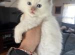 Tica cinnamon point female - Ragdoll Kitten For Sale - Butler, PA, US