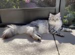 Snowflake - Siberian Cat For Sale/Retired Breeding - Melbourne, FL, US