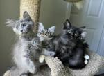 Litter A - Siberian Kitten For Sale - Melbourne, FL, US