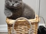 Mimi - Scottish Fold Kitten For Sale - New York, NY, US