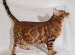 Bengal kitten - Bengal Cat For Sale - 