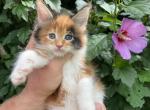 Maine coon female - Maine Coon Kitten For Sale - Springfield, MA, US