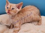 Waiting List - Devon Rex Kitten For Sale - Nashua, NH, US