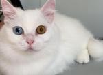 Rose - Minuet Cat For Sale/Service - Alexandria, VA, US