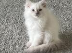 Nala - Himalayan Kitten For Sale - 