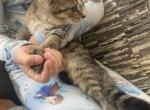 Siberian - Siberian Kitten For Sale - 