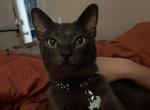 Murphy - Domestic Cat For Adoption - San Marcos, TX, US