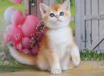 Edik - British Shorthair Kitten For Sale - 