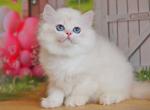 Emma - British Shorthair Kitten For Sale - Brooklyn, NY, US