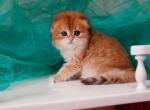 Perseus - Scottish Fold Kitten For Sale - Brooklyn, NY, US