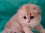 Patrick - Scottish Fold Kitten For Sale - Brooklyn, NY, US