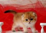 Oscar - Scottish Fold Kitten For Sale - Brooklyn, NY, US