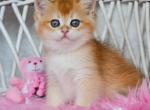 Lilu - British Shorthair Kitten For Sale - Brooklyn, NY, US