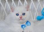 Larry - British Shorthair Kitten For Sale - Brooklyn, NY, US