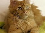 Afina - Maine Coon Kitten For Sale - 