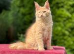 Pops - Maine Coon Kitten For Sale - Gurnee, IL, US