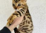 Savannah lynx bobcat hybrids - Savannah Kitten For Sale - San Diego, CA, US