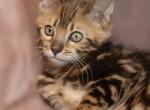 Haley - Bengal Kitten For Sale - Columbus, WI, US