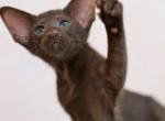 Gorgona - Oriental Kitten For Sale - Norwalk, CT, US