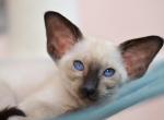 Germiona - Oriental Kitten For Sale - Norwalk, CT, US