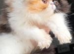 Cfa calico persian kitten - Persian Kitten For Sale - Woodburn, IN, US