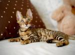 Tomas - Bengal Kitten For Sale - Norwalk, CT, US