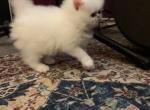 Riley - Persian Kitten For Sale - Downey, CA, US