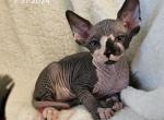 Sphynx Girl Taffy TICA  reg - Sphynx Kitten For Sale - Lockport, IL, US