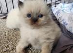 Holly's litter - Persian Kitten For Sale - Wheatfield, IN, US