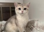 Batman - British Shorthair Kitten For Sale - San Mateo, CA, US