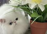 Leo - Persian Kitten For Sale - Georgetown, DE, US