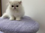 baloo - Persian Kitten For Sale - Georgetown, DE, US