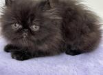 ace - Persian Kitten For Sale - 