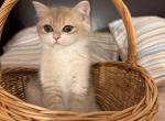 Jerry - Brazilian Shorthair Kitten For Sale - San Mateo, CA, US