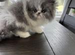 Flynn - Persian Kitten For Sale - Georgetown, DE, US