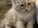 Siberian Ragdoll mix kittens - Siberian Kitten For Sale - Boston, MA, US