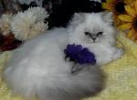 Seal girls - Persian Cat For Sale - Caldwell, ID, US