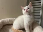 Handsome purebred Flame point male kitten - Ragdoll Kitten For Sale - 