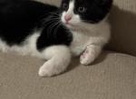 Zeus - Domestic Kitten For Adoption - Los Angeles, CA, US