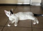 Tom - Domestic Kitten For Adoption - 