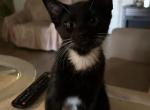 Mayweather - Domestic Kitten For Sale - 