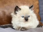 Seal Colorpoint Male - Ragdoll Kitten For Sale - 