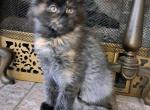 Midnight Stars Night Court Ladies - Maine Coon Kitten For Sale - Houston, TX, US