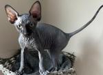 Black male - Sphynx Kitten For Sale - Oxford, OH, US