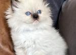 Seal Mitted Female - Ragdoll Kitten For Sale - 