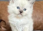 Blue Mitted Girl yellow collar - Ragdoll Kitten For Sale - Lock Haven, PA, US