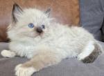 Seal Mitted Male lime green collar - Ragdoll Kitten For Sale - Lock Haven, PA, US