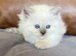 Blue Colorpoint Female aqua collar - Ragdoll Kitten For Sale - Lock Haven, PA, US