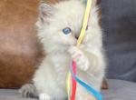 Blue Mitted Male brown collar - Ragdoll Kitten For Sale - Lock Haven, PA, US