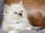 Blue Mitted Male black collar - Ragdoll Kitten For Sale - Lock Haven, PA, US